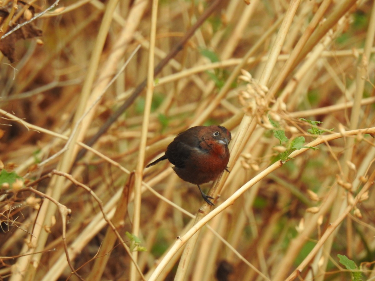 Red-crested Finch - ML645087961