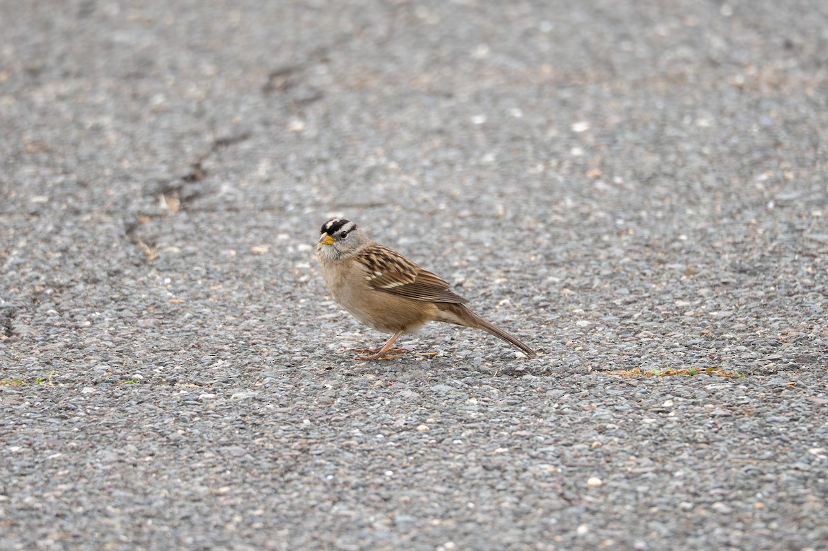 Porsuk Serçesi - ML645087970