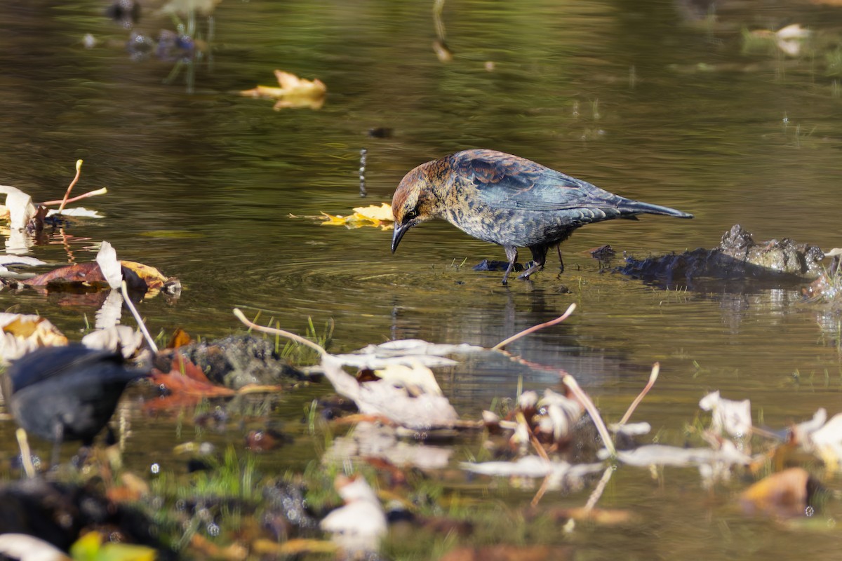 Rusty Blackbird - ML645087971