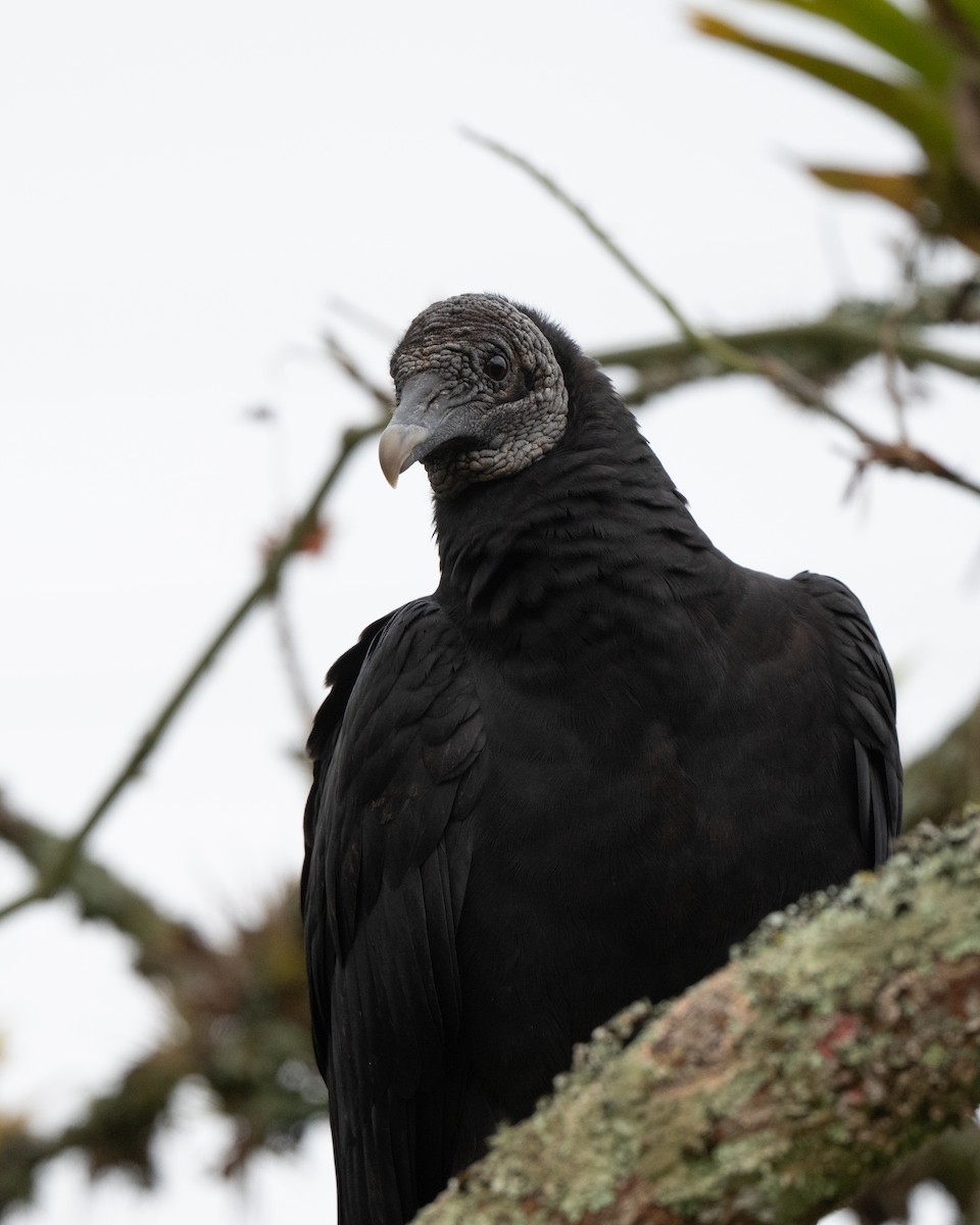 Black Vulture - ML645087975