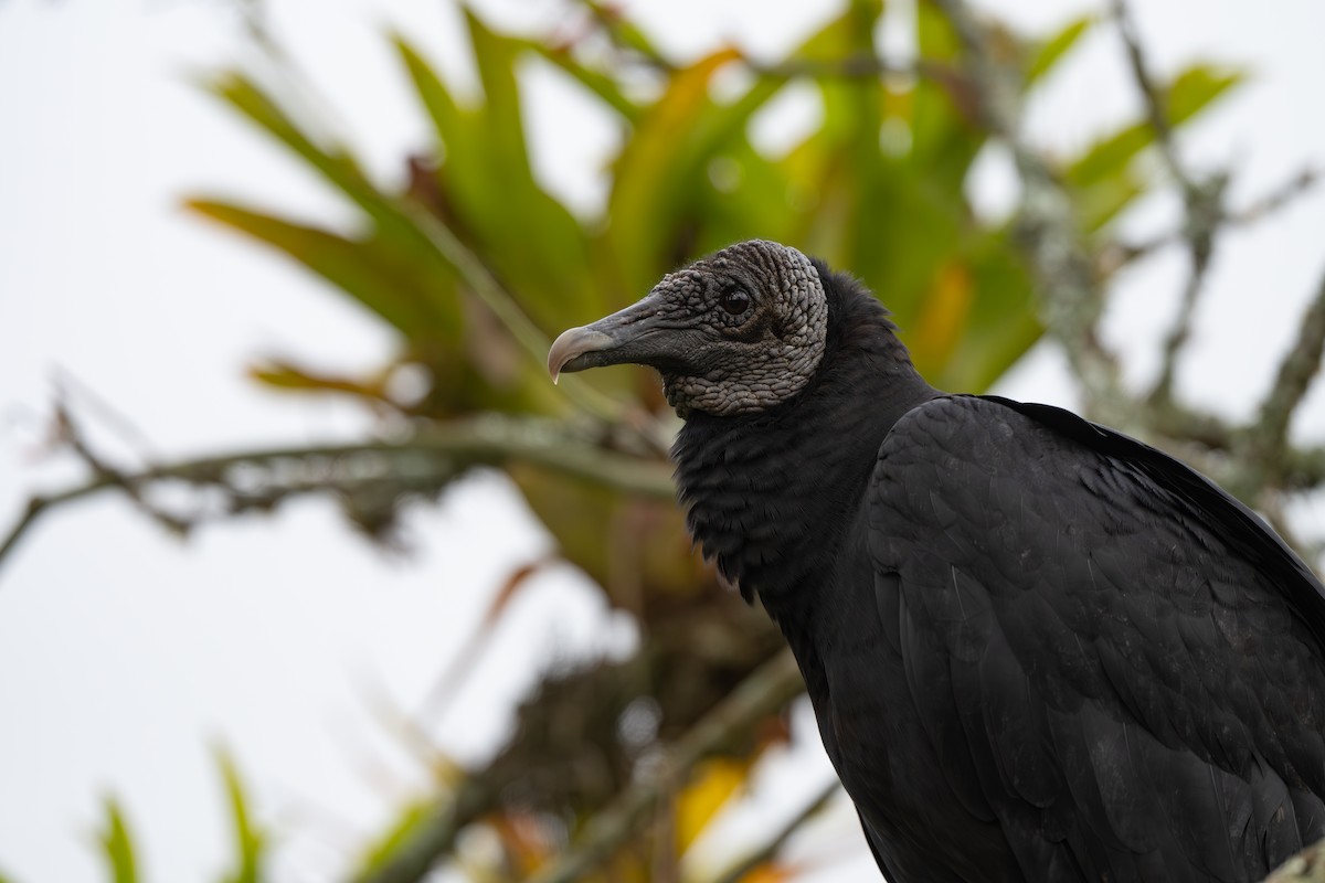 Black Vulture - ML645087976
