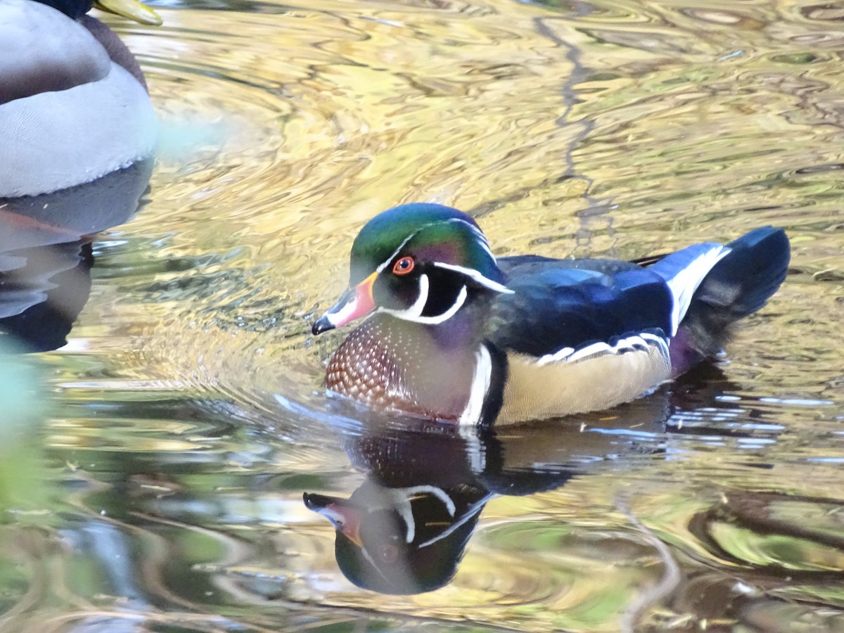 Wood Duck - ML645087978