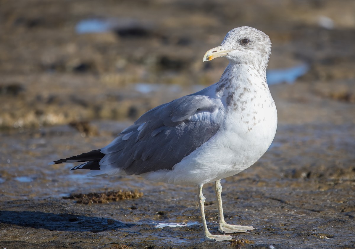 California Gull - ML645087981