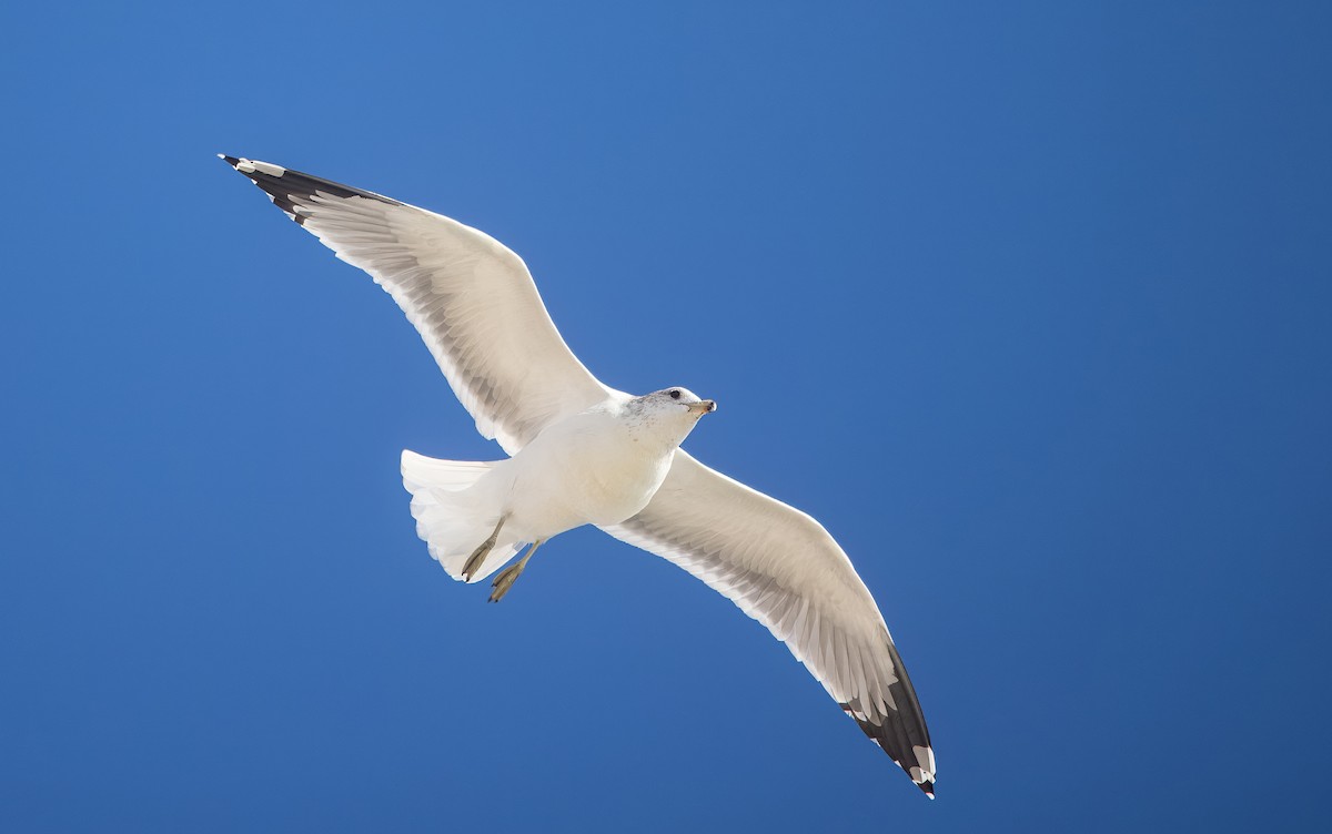 California Gull - ML645087983