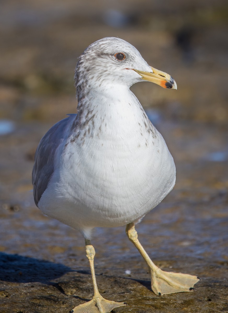California Gull - ML645087987