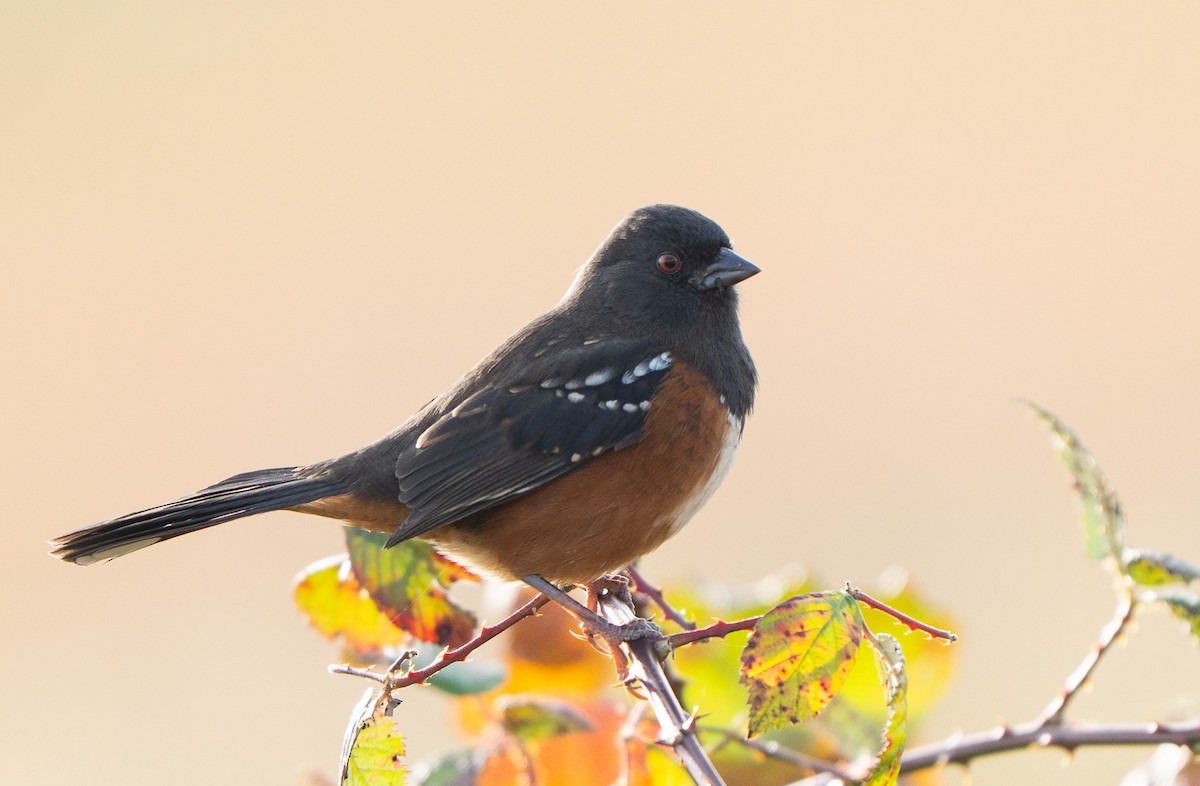 Spotted Towhee (oregonus Group) - ML645087988