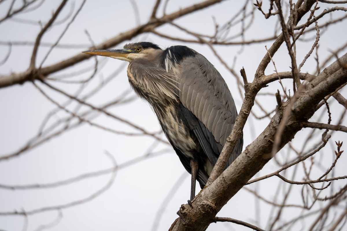 Great Blue Heron - ML645087989