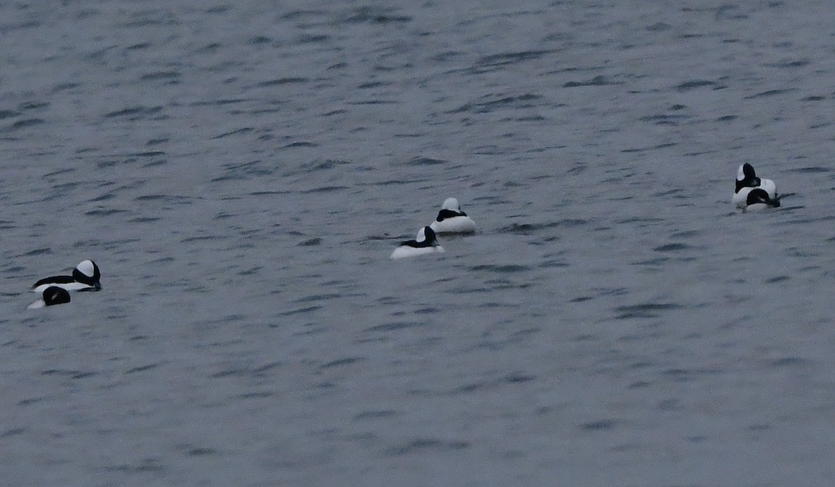Bufflehead - ML645087991