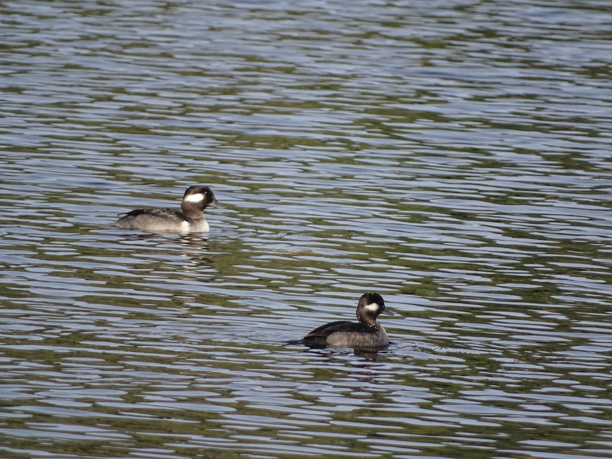 Bufflehead - ML645087992