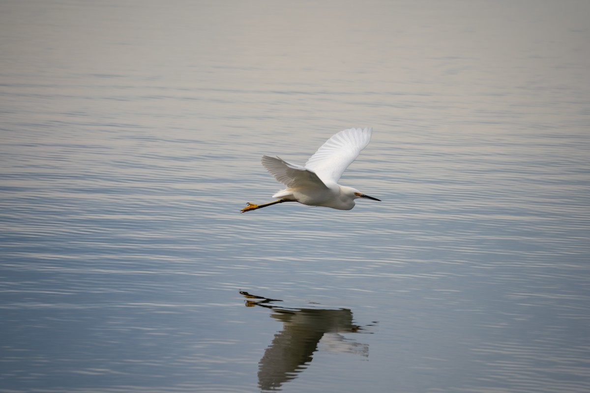 Snowy Egret - ML645087993
