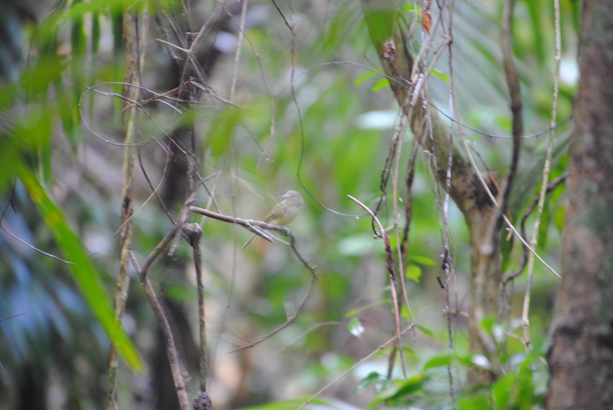 Greenish Elaenia - ML645087994