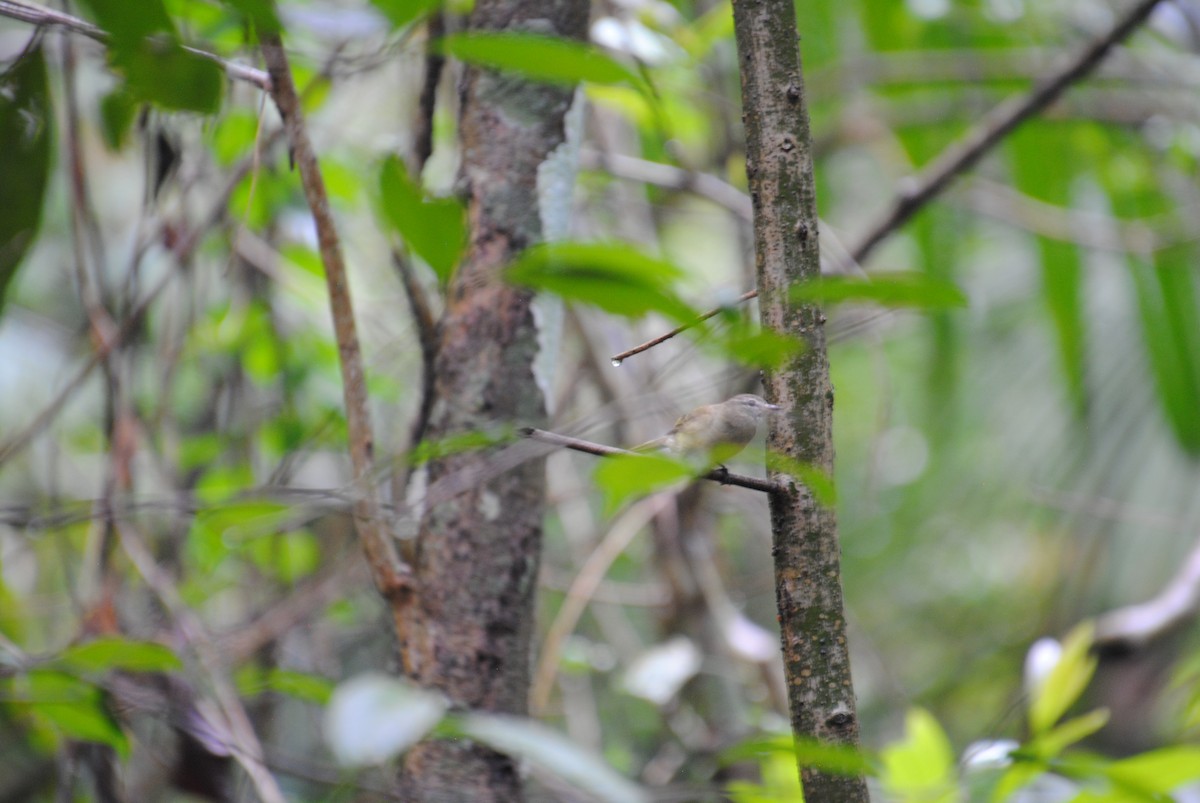 Greenish Elaenia - ML645087995