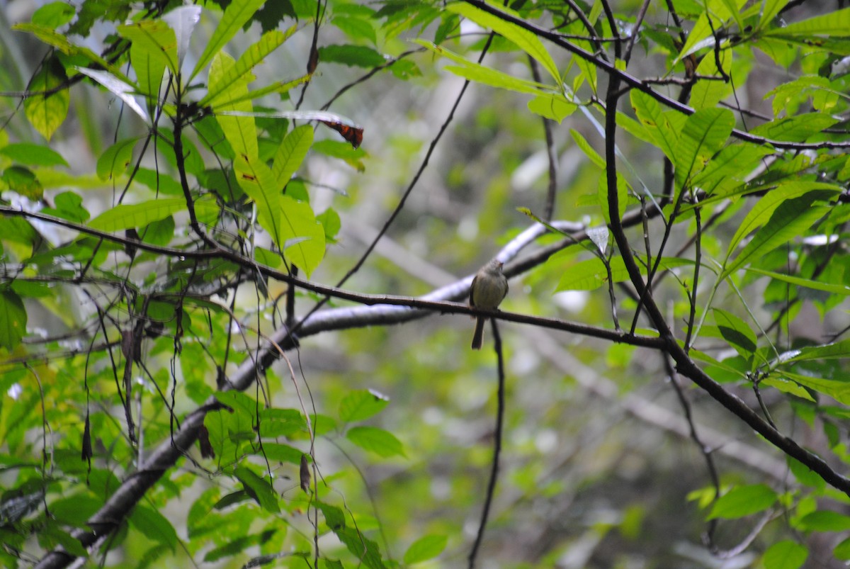 Greenish Elaenia - ML645087996