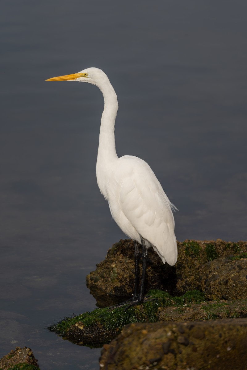 Great Egret - ML645087997