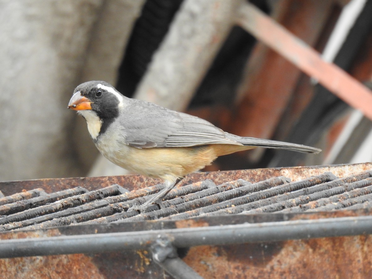 Golden-billed Saltator - ML645087998