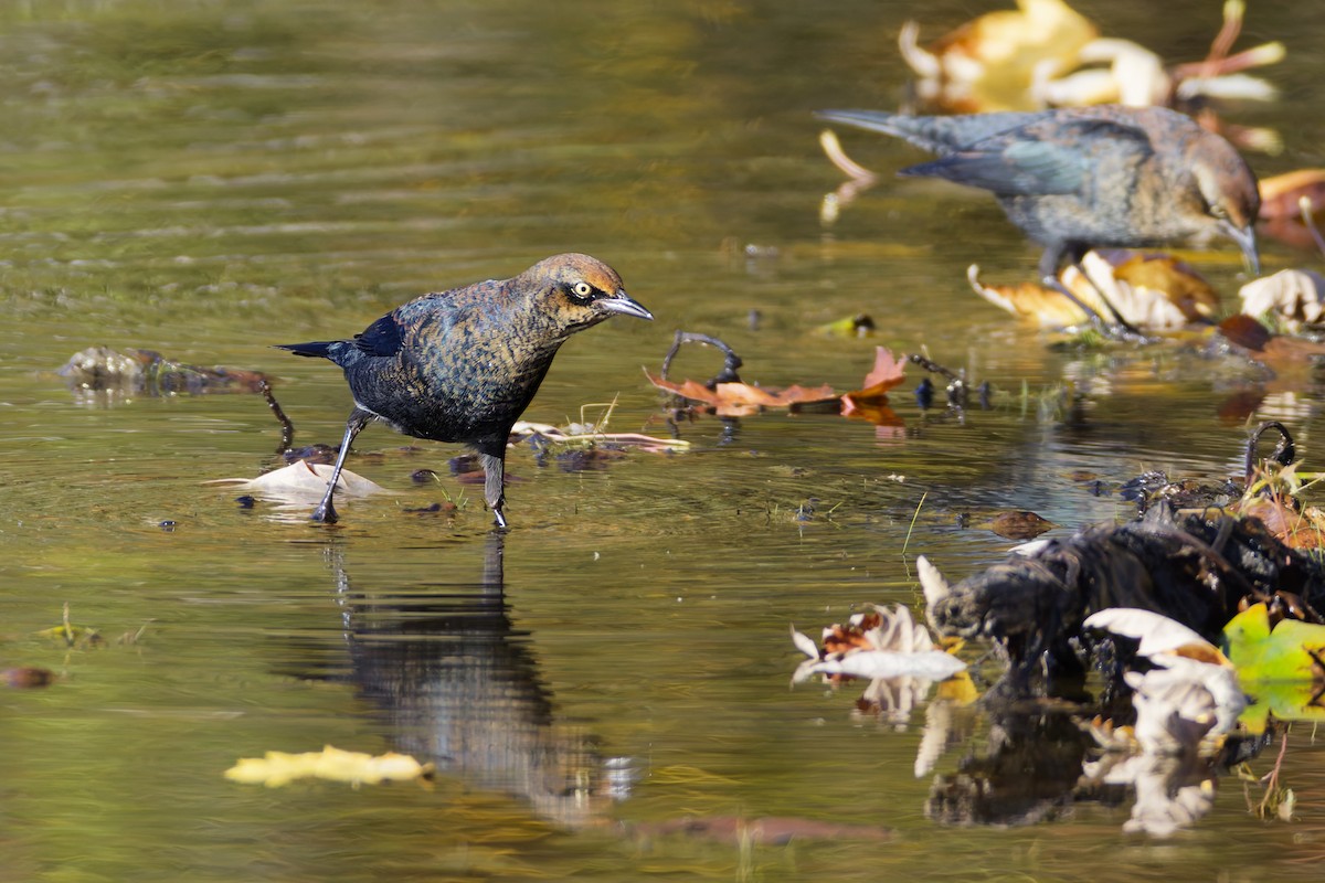 Rusty Blackbird - ML645087999