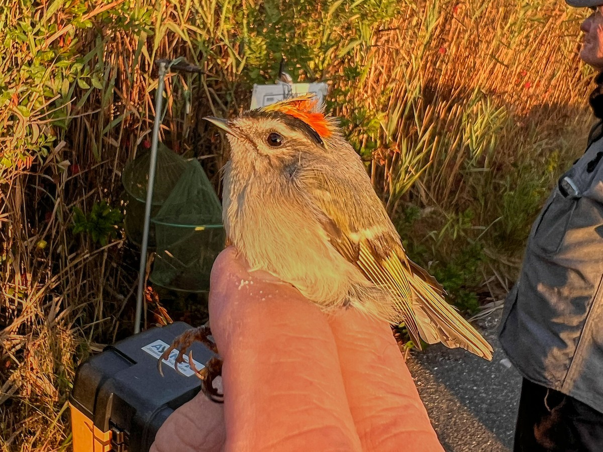 Golden-crowned Kinglet - ML645088000