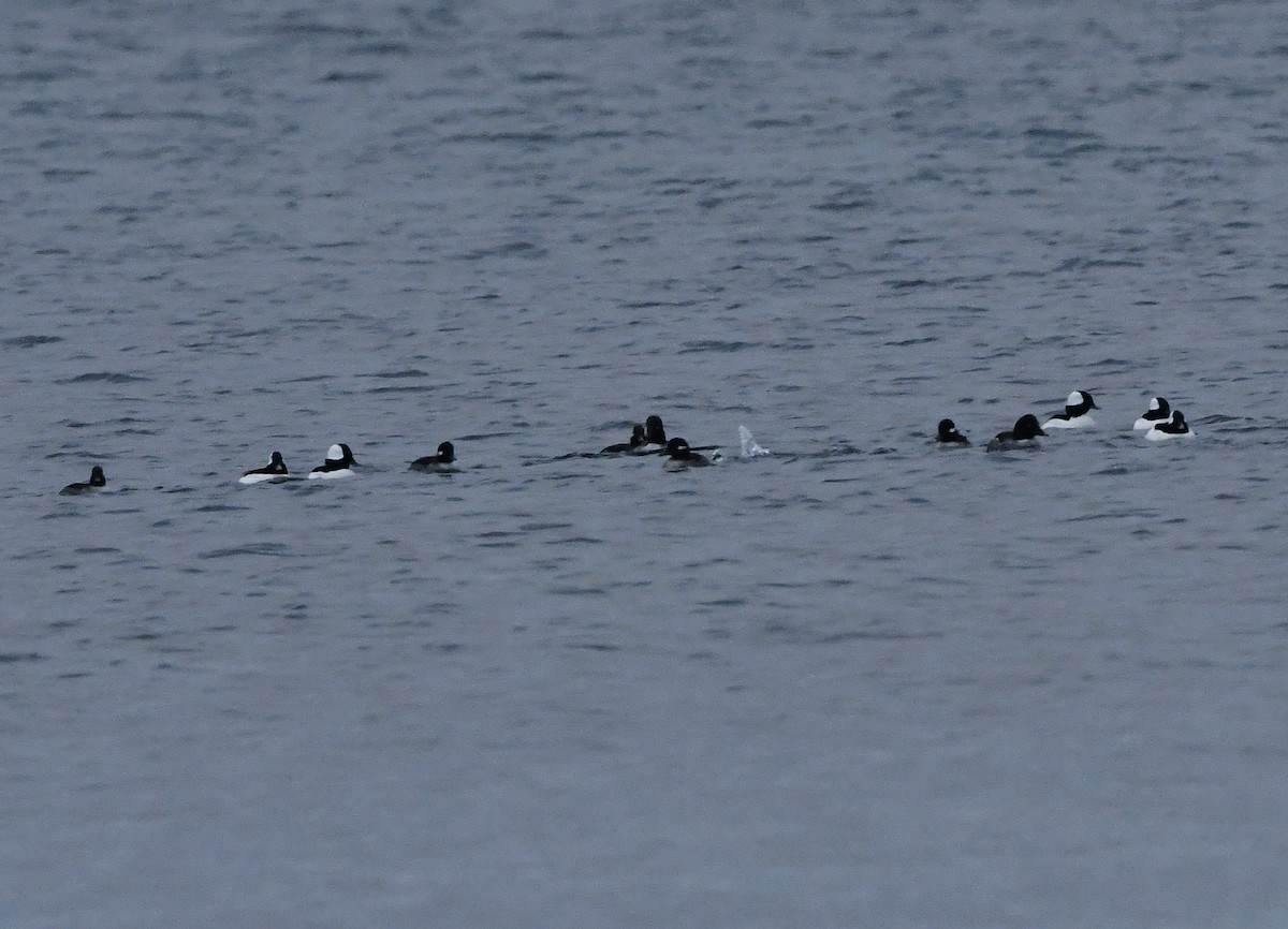 Bufflehead - ML645088001