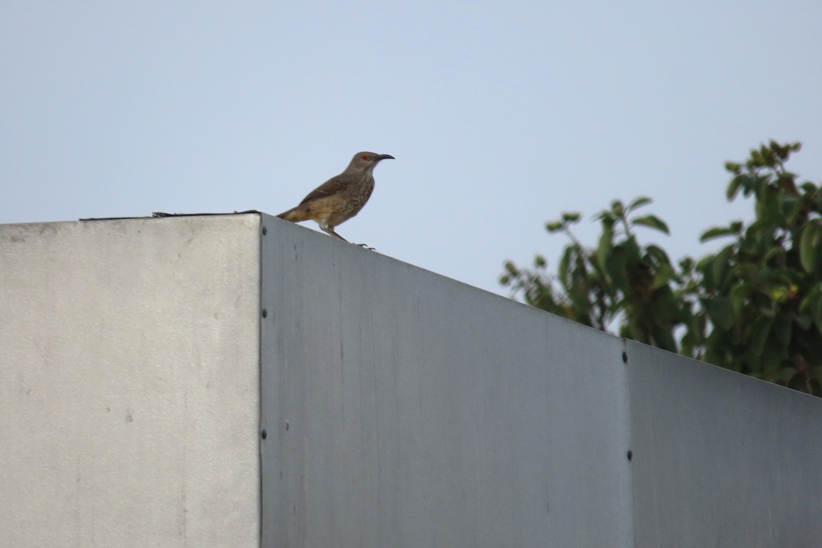 Curve-billed Thrasher - ML645088002
