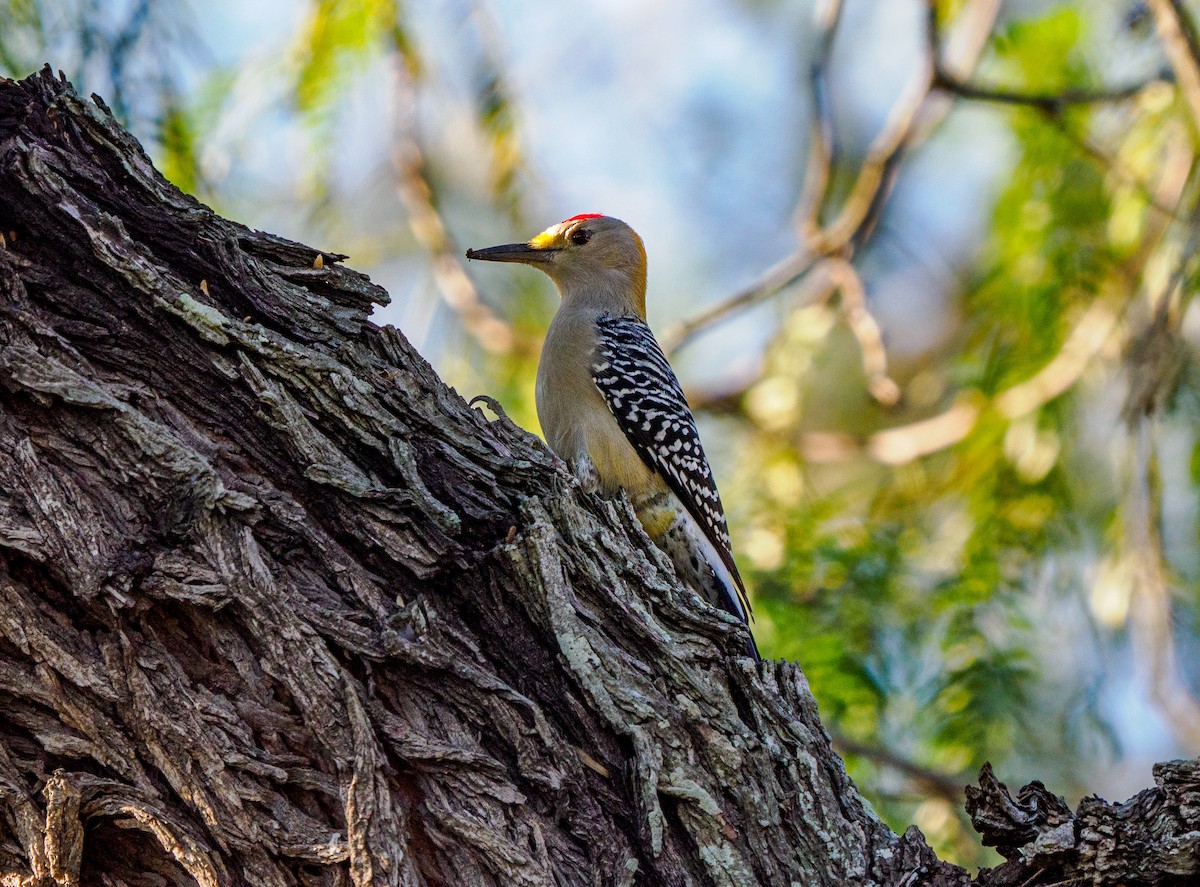 Golden-fronted Woodpecker - ML645088003