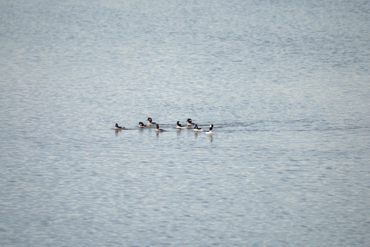 Bufflehead - ML645088004