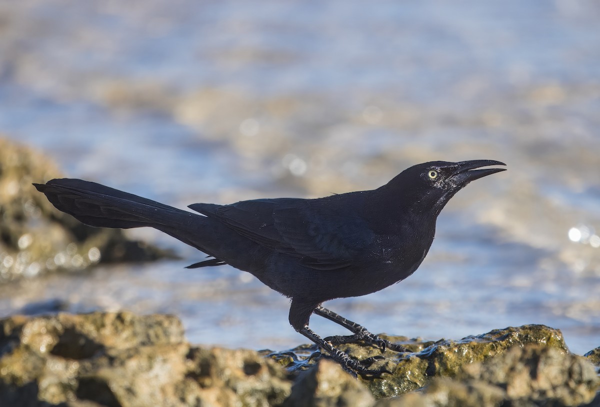 Great-tailed Grackle - ML645088005