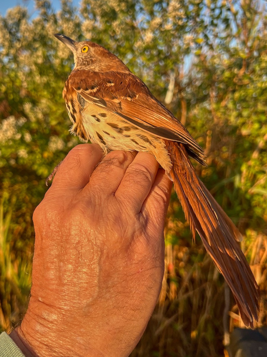 Brown Thrasher - ML645088006