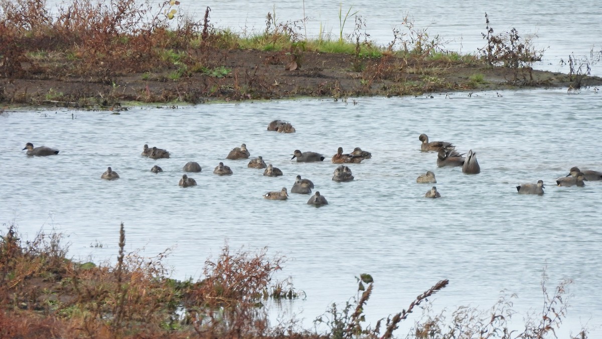 Gadwall - ML645088007