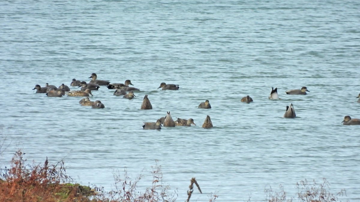 Gadwall - ML645088008