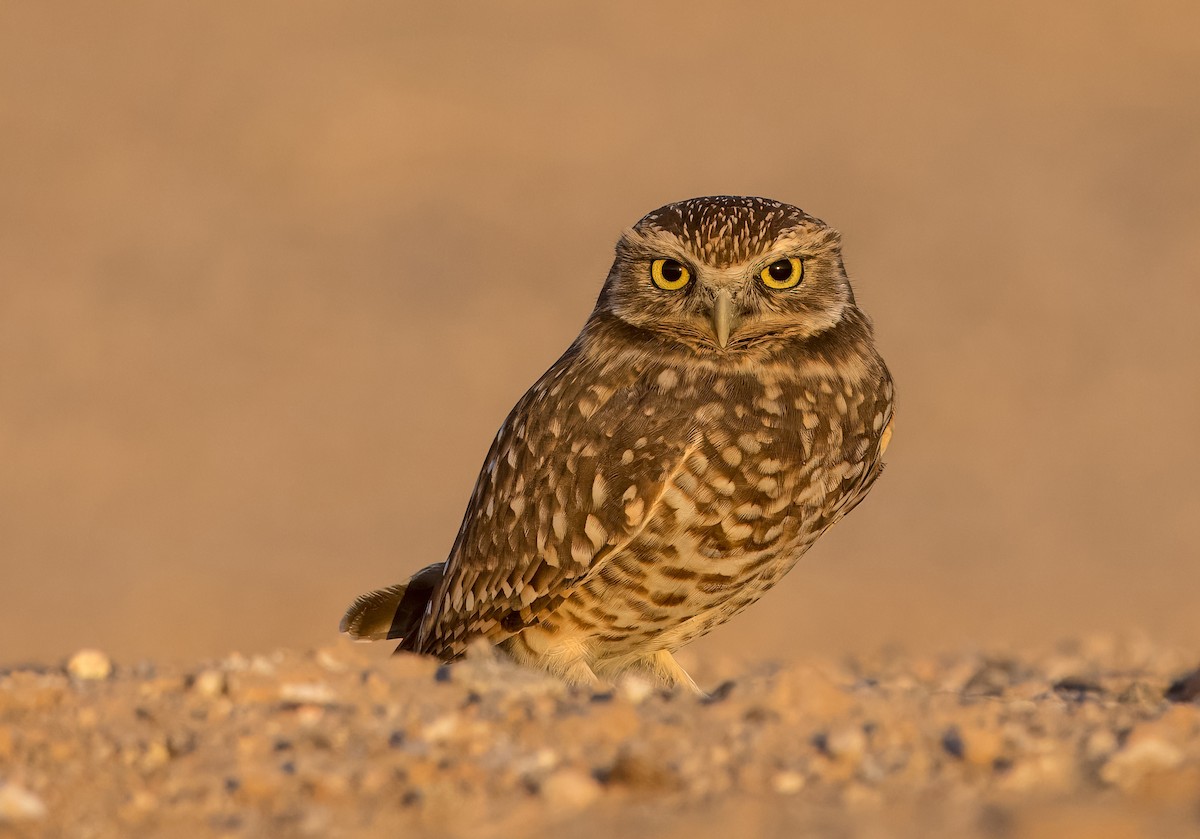 Burrowing Owl - ML645088009