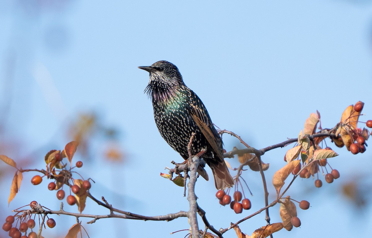 European Starling - ML645088010