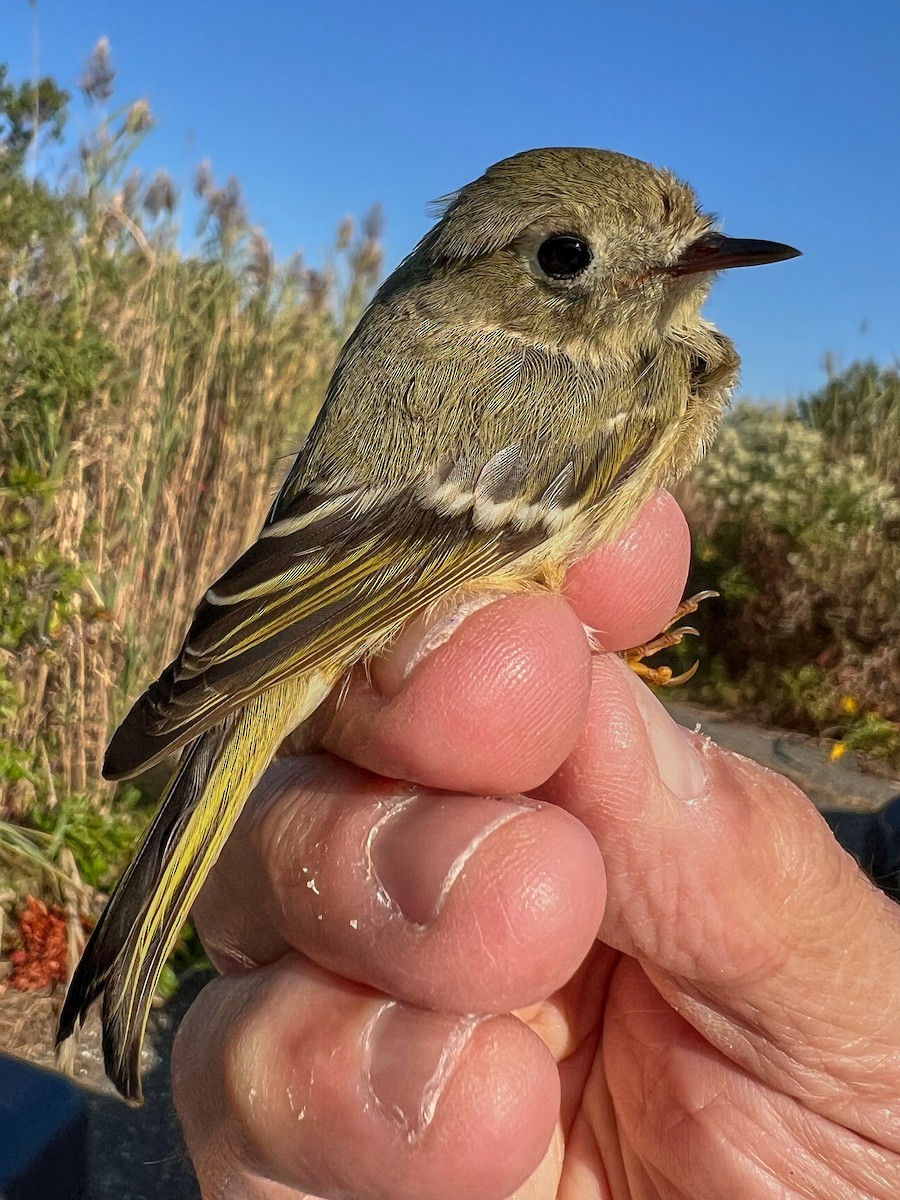 Ruby-crowned Kinglet - ML645088011