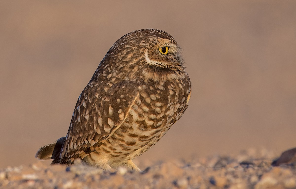 Burrowing Owl - ML645088012