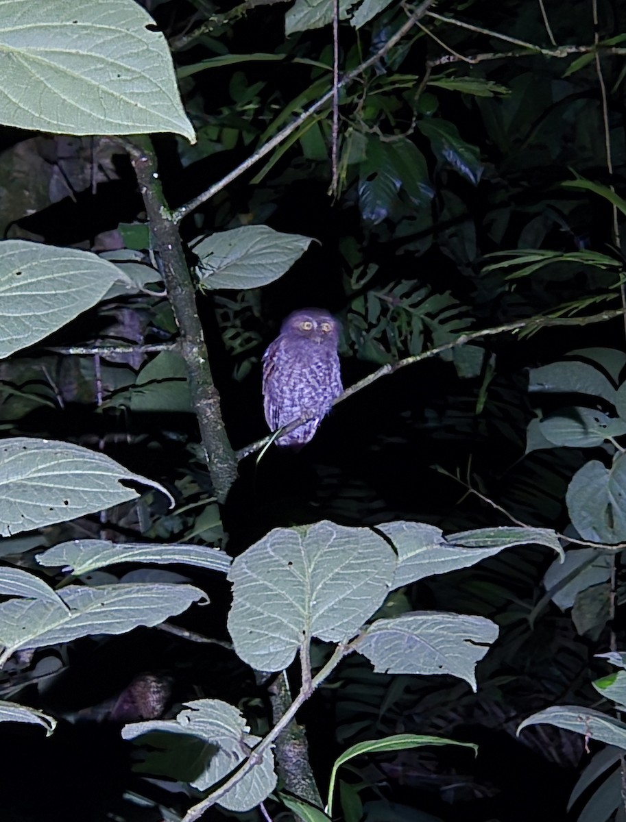 Middle American Screech-Owl - ML645088013