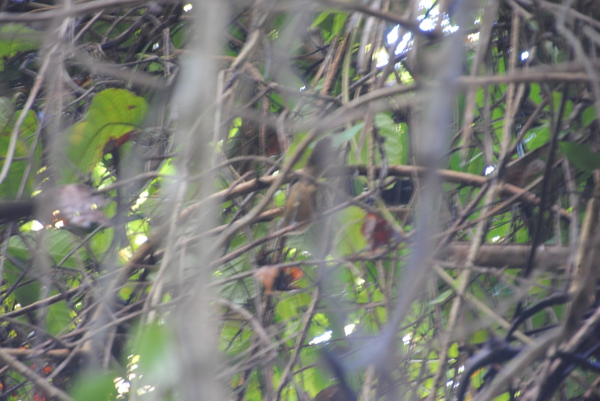 Rufous-breasted Wren - ML645088016