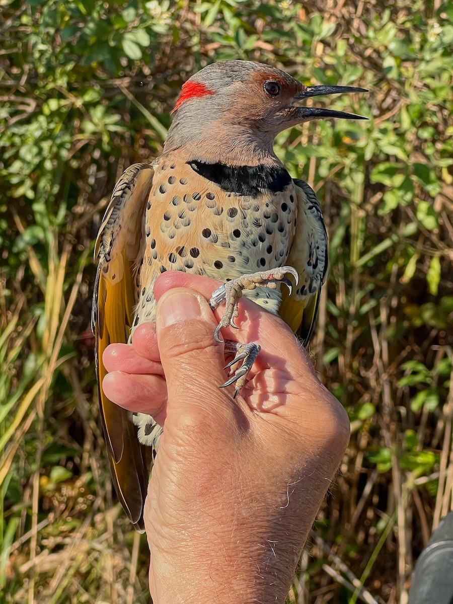 Northern Flicker (Yellow-shafted) - ML645088018