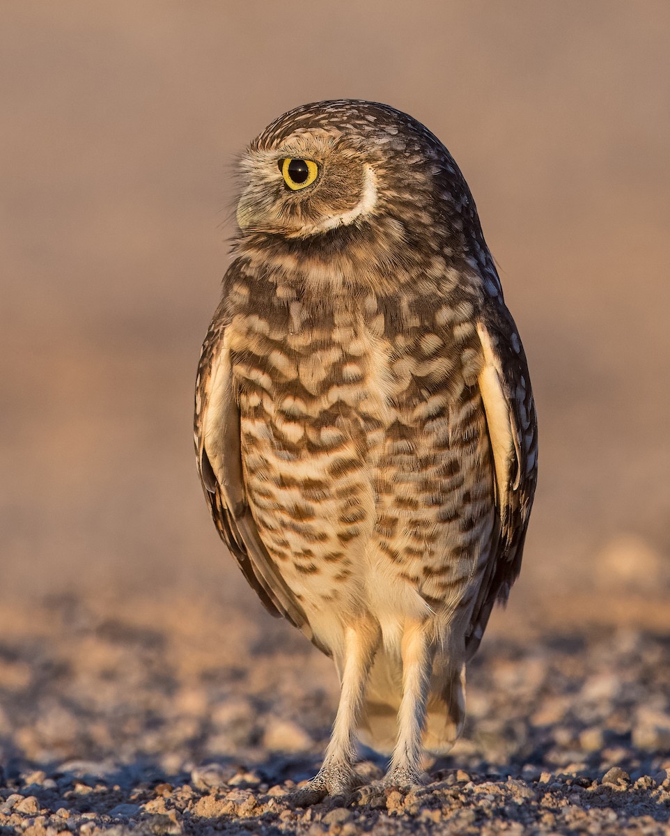Burrowing Owl - ML645088019