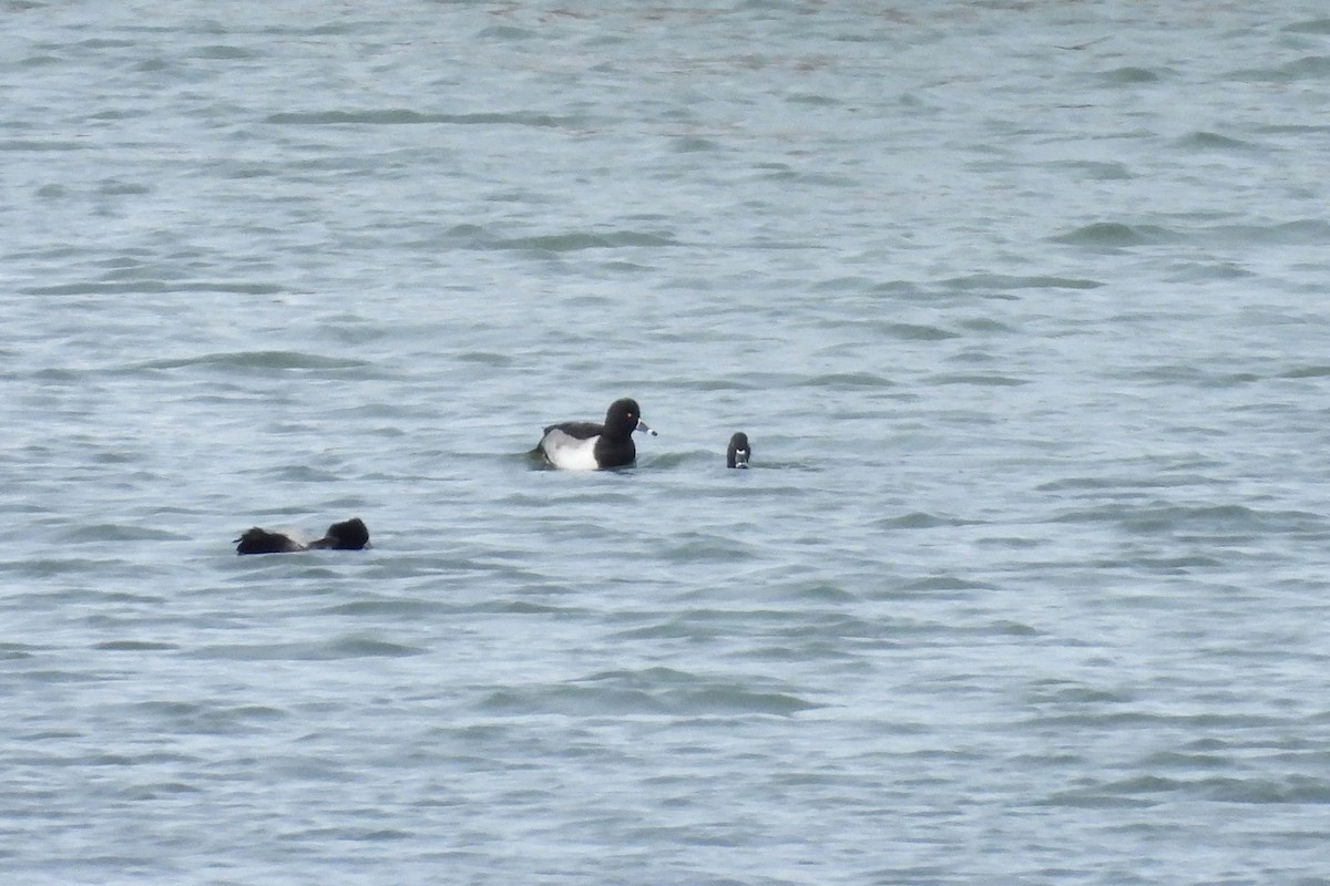 Ring-necked Duck - ML645088023