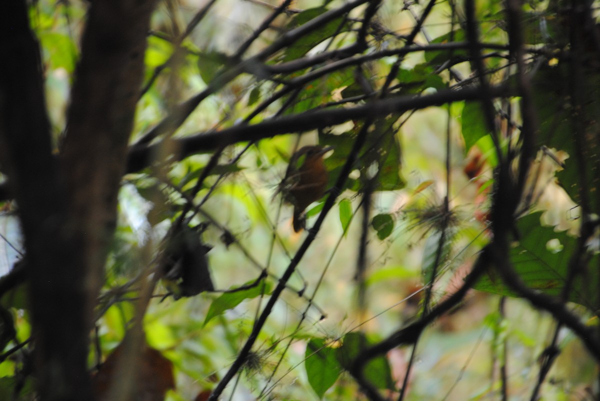 Grisin sombre - ML645088026