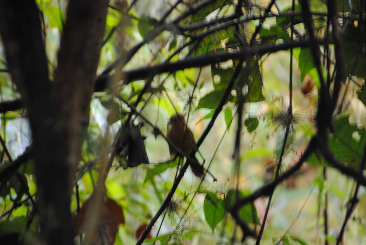 Grisin sombre - ML645088027