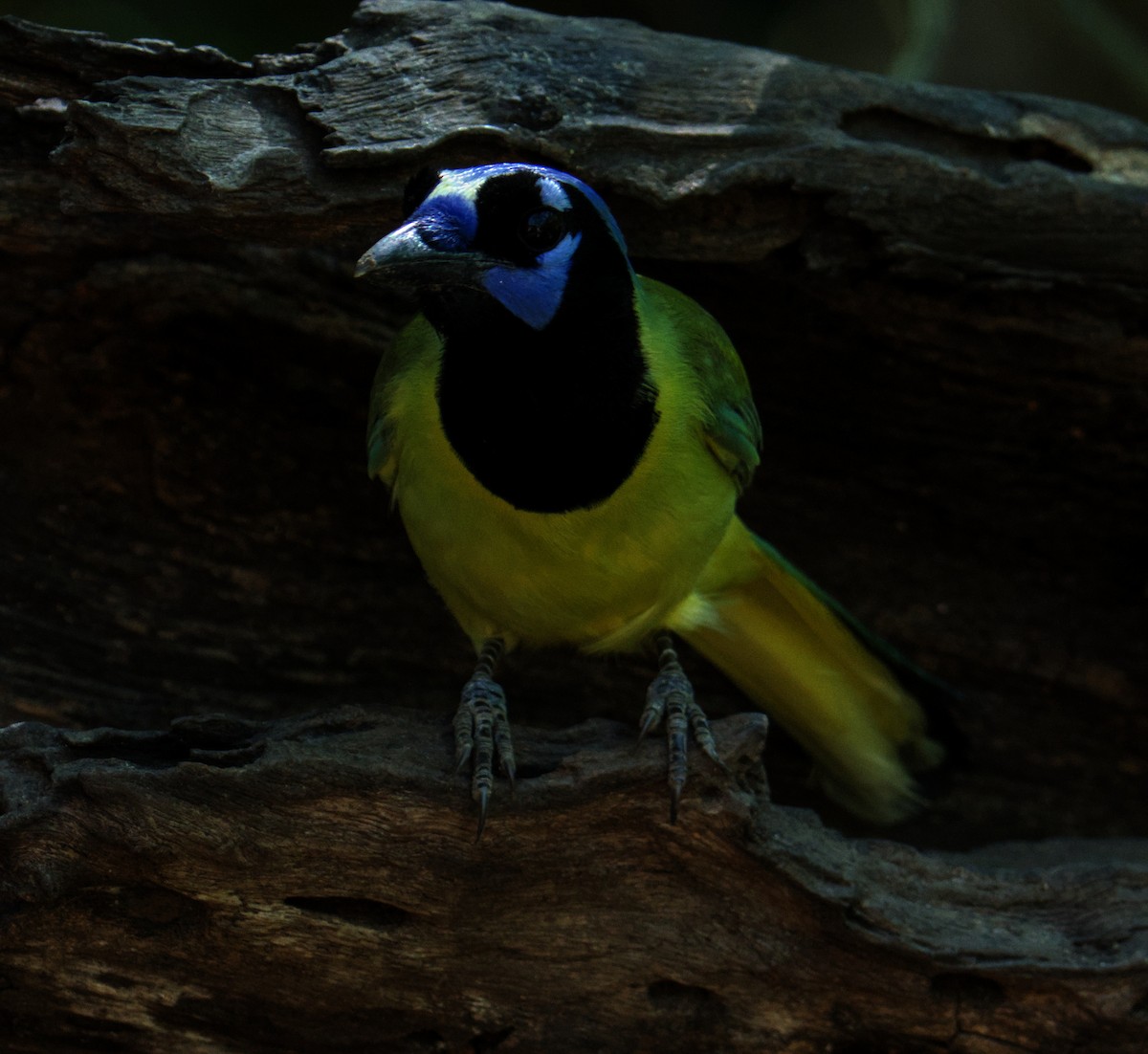 Green Jay - ML645088046