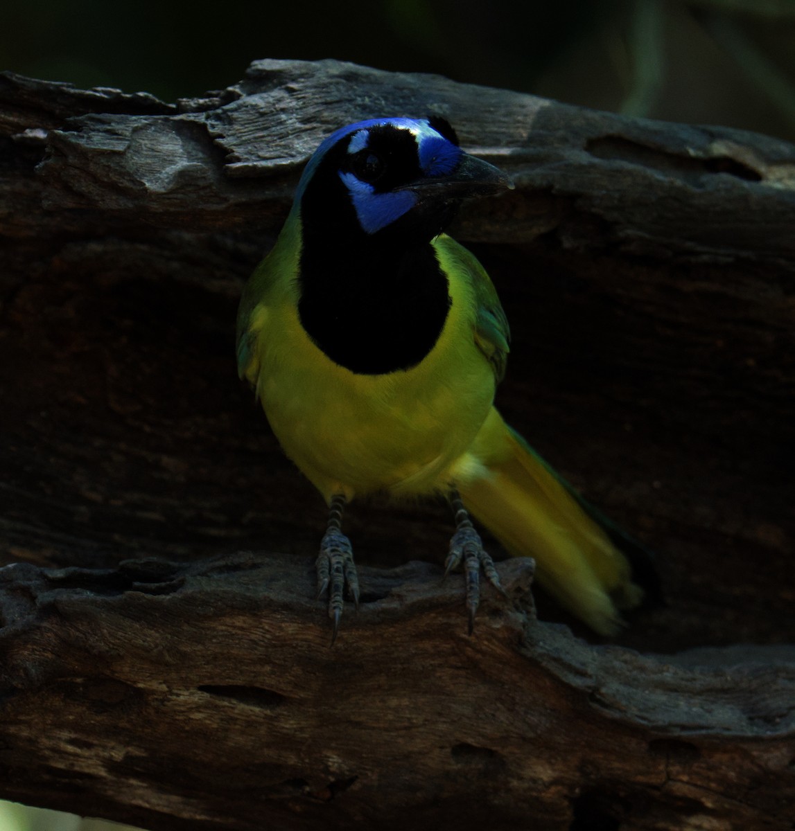 Green Jay - ML645088049