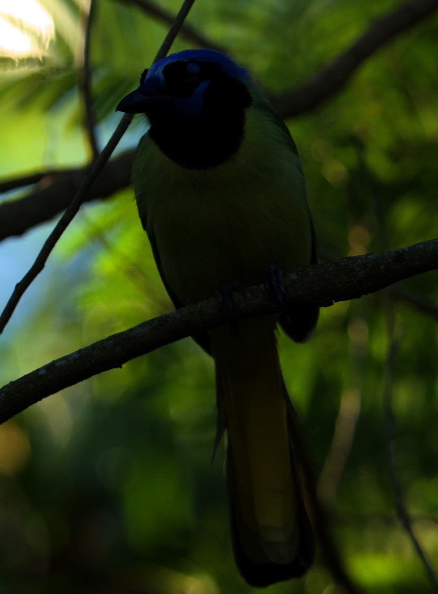 Green Jay - ML645088050