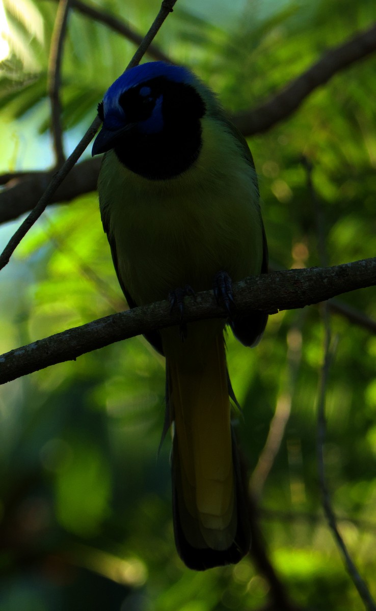 Green Jay - ML645088051