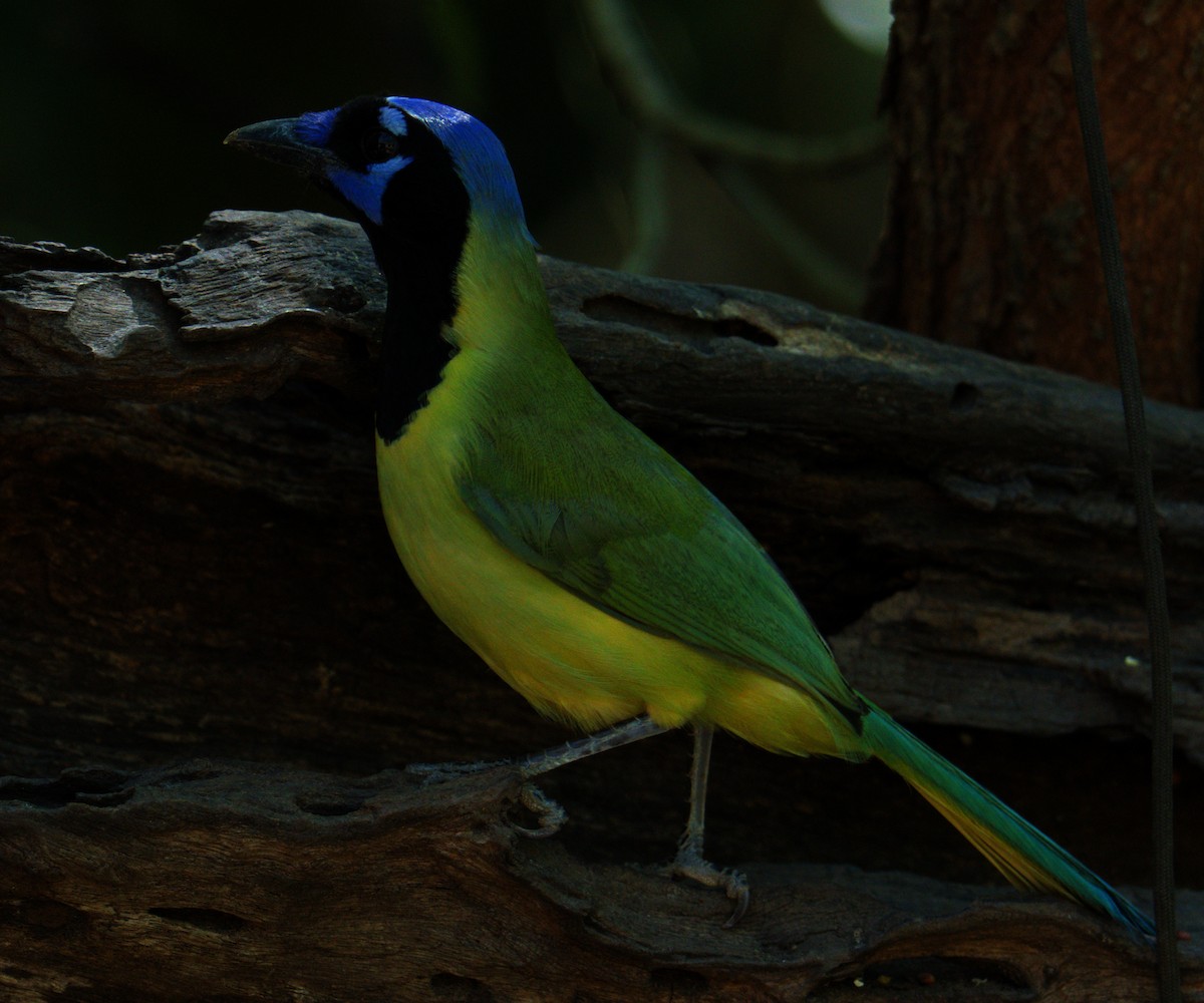 Green Jay - ML645088055