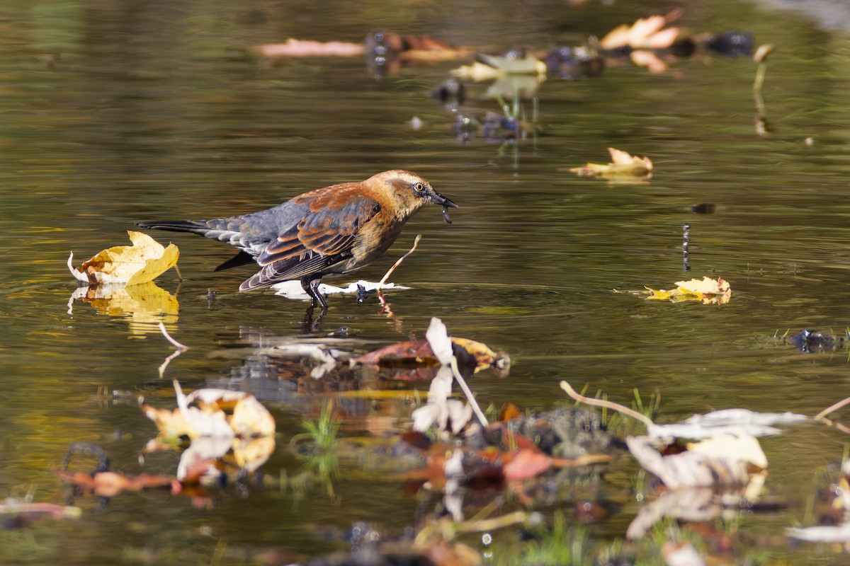 Rusty Blackbird - ML645088058