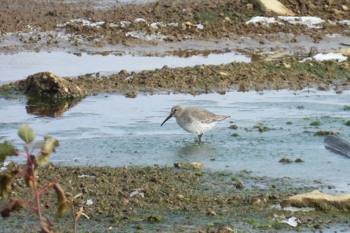 Dunlin - ML645088061