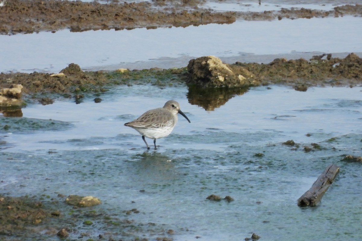 Dunlin - ML645088062