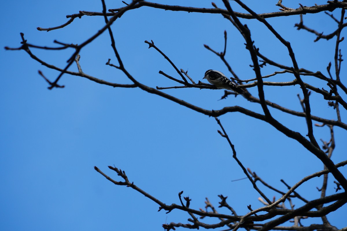 Downy Woodpecker - ML645088063