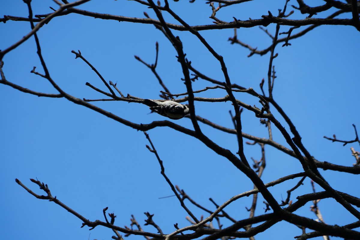 Downy Woodpecker - ML645088064